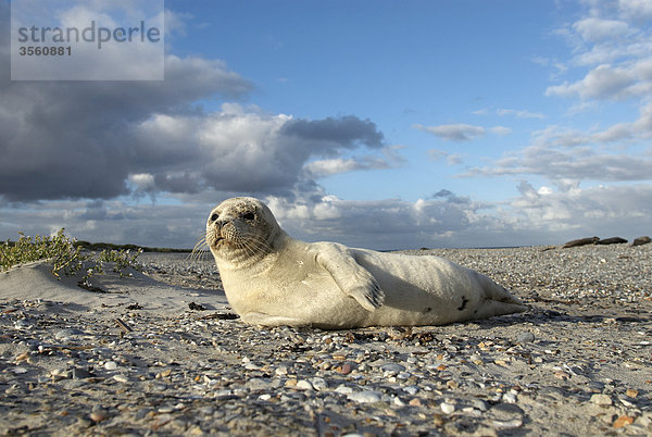 Harbor Seal Pup am Strand  Deutschland