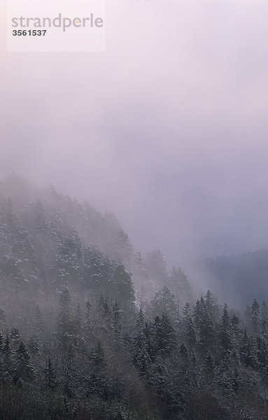 Skandinavien  Schweden  Östergötlands  nebligen Waldblick