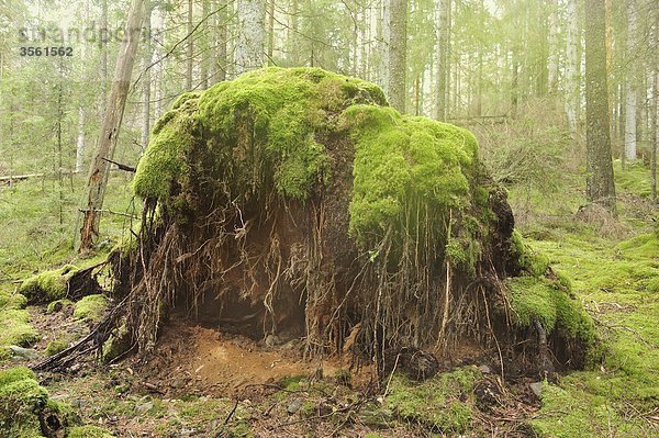 Skandinavien  Schweden  Vastergotland  Ansicht Baum von alten Root bedeckt in Moss im Nationalpark