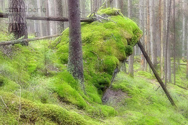 Skandinavien  Schweden  Vastergotland  Ansicht von Rock mit Moss im Nationalpark bedeckt