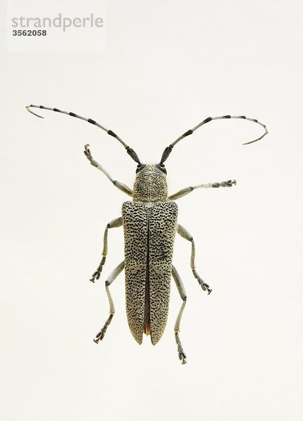 Skandinavien  Schweden  Käfer vor weißen Hintergrund  Nahaufnahme