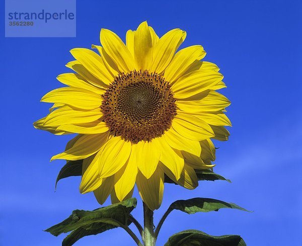 Skandinavien  Schweden  Vastergotland  Sonnenblume gegen Himmel  Nahaufnahme