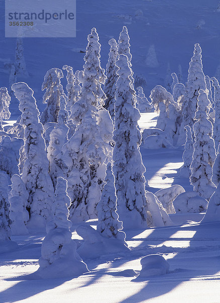 Skandinavien bedeckt Nadelbäumen Schnee im winter
