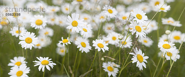 Skandinavien  Schweden  Vastergotland  Ox-Eye Gänseblümchen-Blumen im Sommer