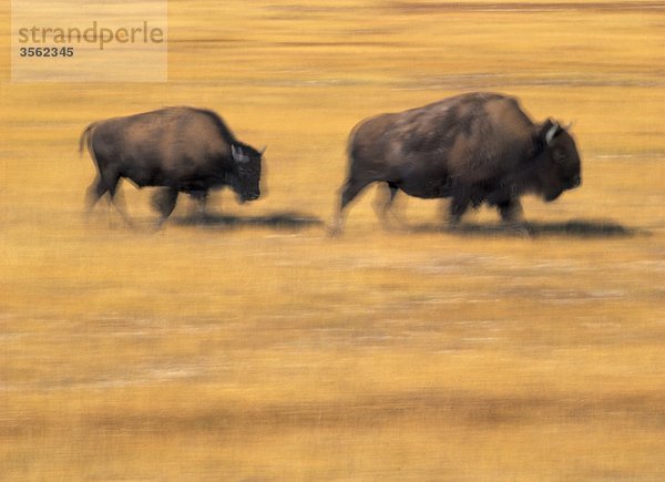 USA  Westen der USA  Wyoming  zwei Bisons Wandern im Yellowstone-Nationalpark