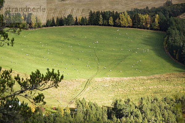 Schafe weiden in einem Tal  Norwegen