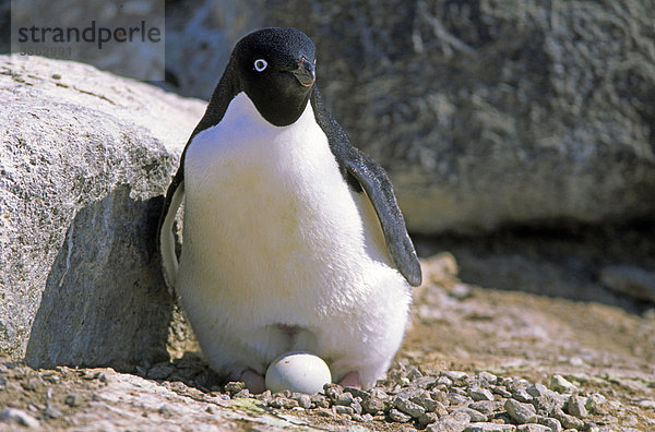 A penguin with egg  the Antarctic.