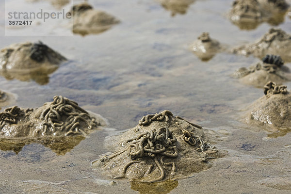 Ausscheidungen von Wattwürmern im Wattenmeer  Sylt  Deutschland