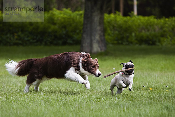 Border Collie und Mops spielen im Garten