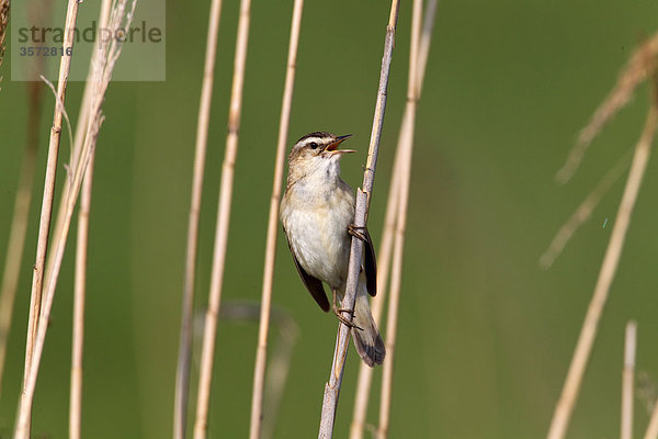 Teichrohrsänger  Acrocephalus scirpaceus  Neusiedler See  Burgenland  Österreich  Europa