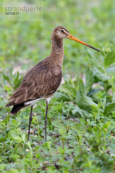 Uferschnepfe  Limosa limosa  Neusiedler See  Burgenland  Österreich  Europa