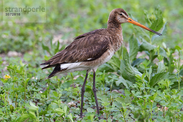 Uferschnepfe  Limosa limosa  Neusiedler See  Burgenland  Österreich  Europa