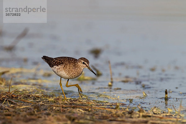 Flussuferläufer  Actitis hypoleucos  Neusiedler See  Burgenland  Österreich  Europa