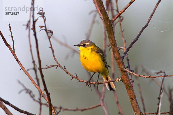 Schafstelze  Motacilla flava  Neusiedler See  Burgenland  Österreich  Europa