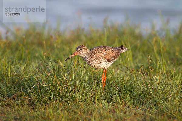 Rotschenkel  Tringa totanus  Neusiedler See  Burgenland  Österreich  Europa