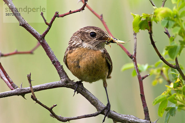 Schwarzkehlchen  Saxicola torquata  Neusiedler See  Burgenland  Österreich  Europa