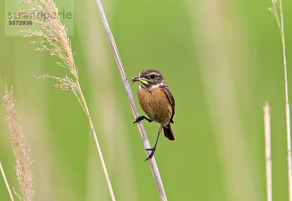 Schwarzkehlchen  Saxicola torquata  Neusiedler See  Burgenland  Österreich  Europa