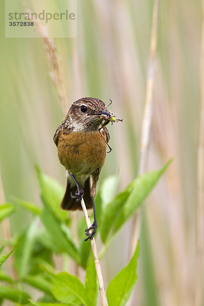 Schwarzkehlchen  Saxicola torquata  Neusiedler See  Burgenland  Österreich  Europa