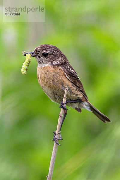 Schwarzkehlchen  Saxicola torquata  Neusiedler See  Burgenland  Österreich  Europa