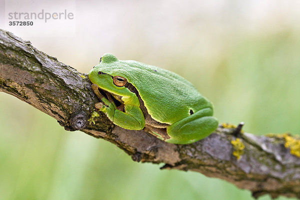 Laubfrosch  Hyla arborea  Neusiedler See  Burgenland  Österreich  Europa