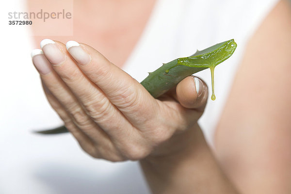 Blatt einer Aloe Vera in der Hand einer Frau  close-up