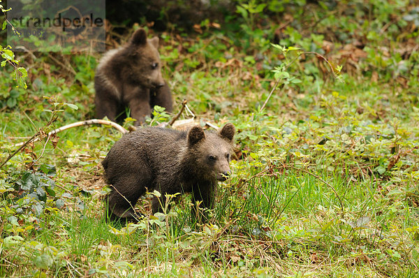 Zwei junge Braunbären (Ursus arctos) im Bayerischen Wald  Deutschland
