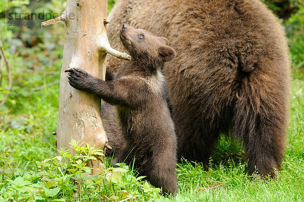 Zwei Braunbären (Ursus arctos) im Bayerischen Wald  Deutschland