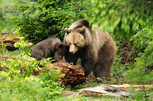 Zwei Braunbären (Ursus arctos) im Bayerischen Wald  Deutschland