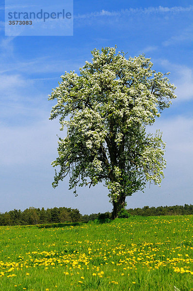 Blühender Birnbaum auf einer Löwenzahnwiese  Franken  Deutschland