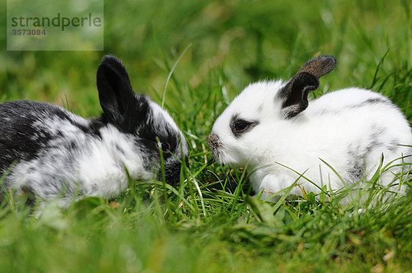 Zwei junge Kaninchen auf einer Wiese