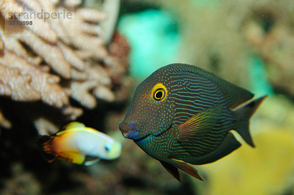 Goldring-Borstenzahndoktorfisch (Ctenochaetus strigosus) und Feuer-Schwertgrundel (Nemateleotris magnifica)