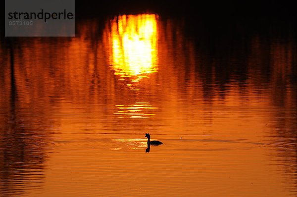 Haubentaucher (Podiceps cristatus) auf dem Altmühlsee bei Sonnenuntergang  Deutschland