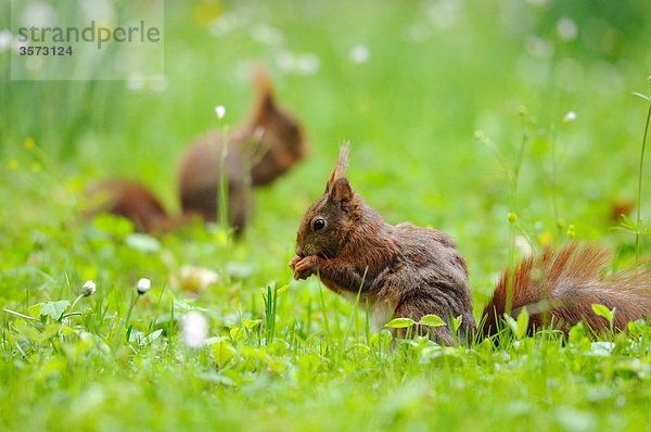 Zwei Eichhörnchen (Sciurus vulgaris) auf einer Wiese  close-up