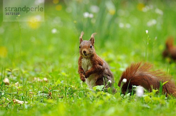 Eichhörnchen (Sciurus vulgaris) auf einer Wiese  close-up