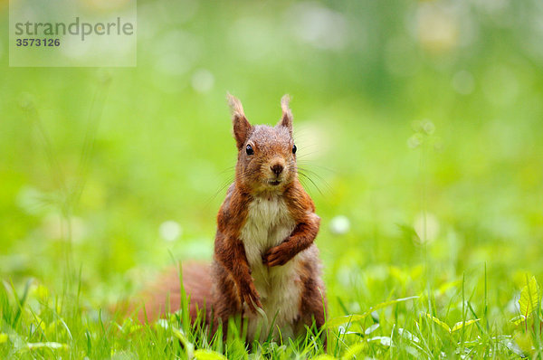 Eichhörnchen (Sciurus vulgaris) auf einer Wiese  close-up