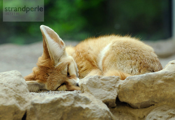 Schlafender Wüstenfuchs (Vulpes zerda)