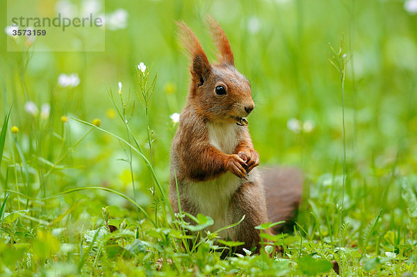 Eichhörnchen (Sciurus vulgaris) auf einer Wiese  close-up