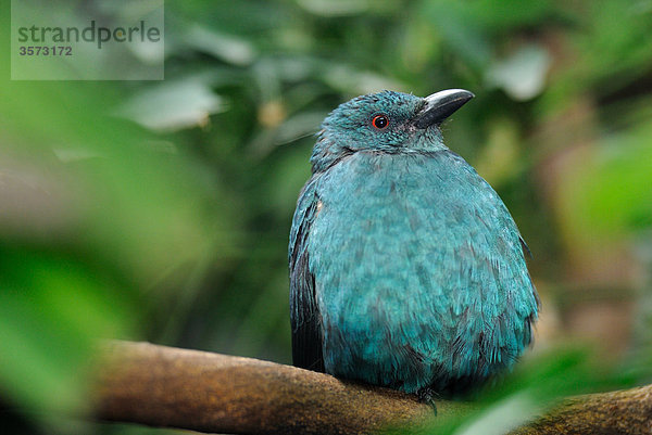 Elfenblauvogel (Irena puella) hockt auf einem Ast  close-up