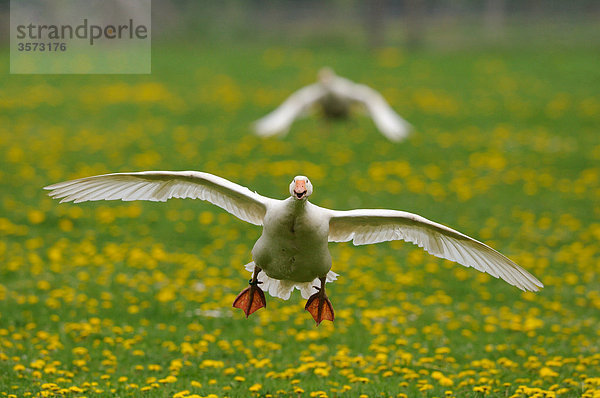 Hausgans (Anser anser) im Flug