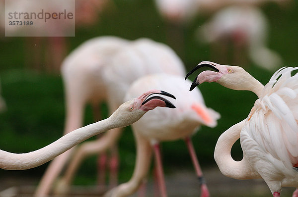 Zwei Chilenische Flamingos (Phoenicopterus chilensis) Angesicht zu Angesicht