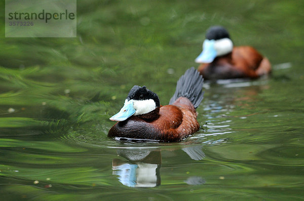 Zwei Schwarzkopfruderenten (Oxyura jamaicensis) auf dem Wasser  Zoo Augsburg  Deutschland