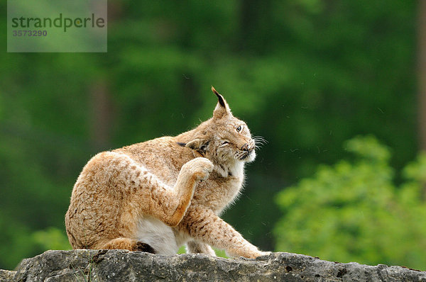 Sitzender Luchs (Lynx lynx)