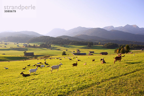 Ziegen auf der Wiese mit Feuchtsteingebirge im Hintergrund