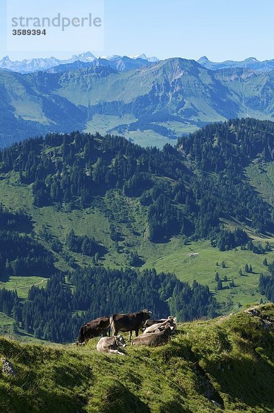 Hochgrat bei Oberstaufen  Allgäuer Alpen  Bayern  Deutschland  Europa