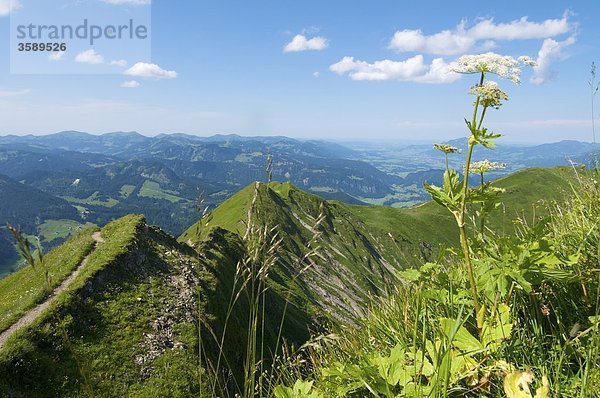 Gipfel des Fellhorn  Allgäuer Alpen  Bayern  Deutschland  Europa