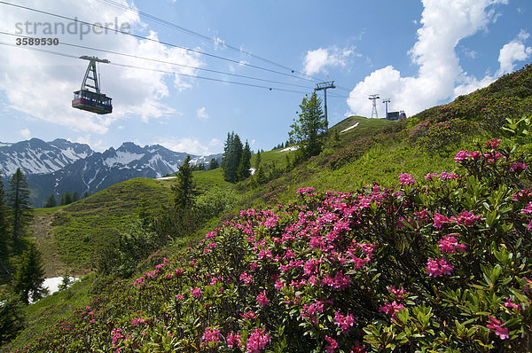 Rhododendron am Fellhorn  Allgäuer Alpen  Bayern  Deutschland  Europa