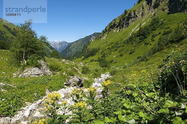 Hintersteiner Tal  Bad Hindelang  Allgäu  Bayern  Deutschland  Europa