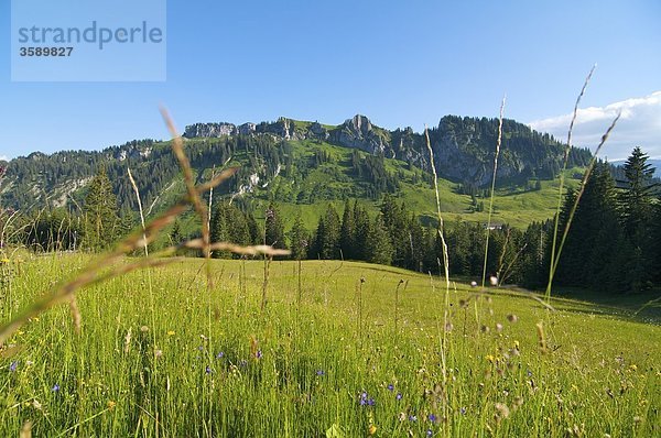 Piesenkopf  Allgäuer Alpen  Balderschwang  Allgäu  Bayern  Deutschland  Europa