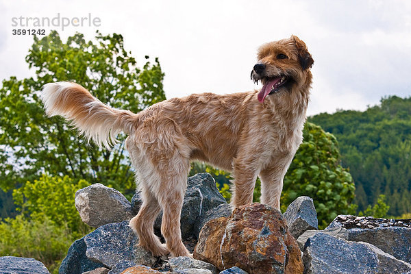 Hund steht auf Steinen