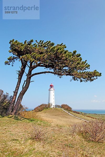 Baum und Leuchtturm Dornbusch auf der Insel Hiddensee  Deutschland